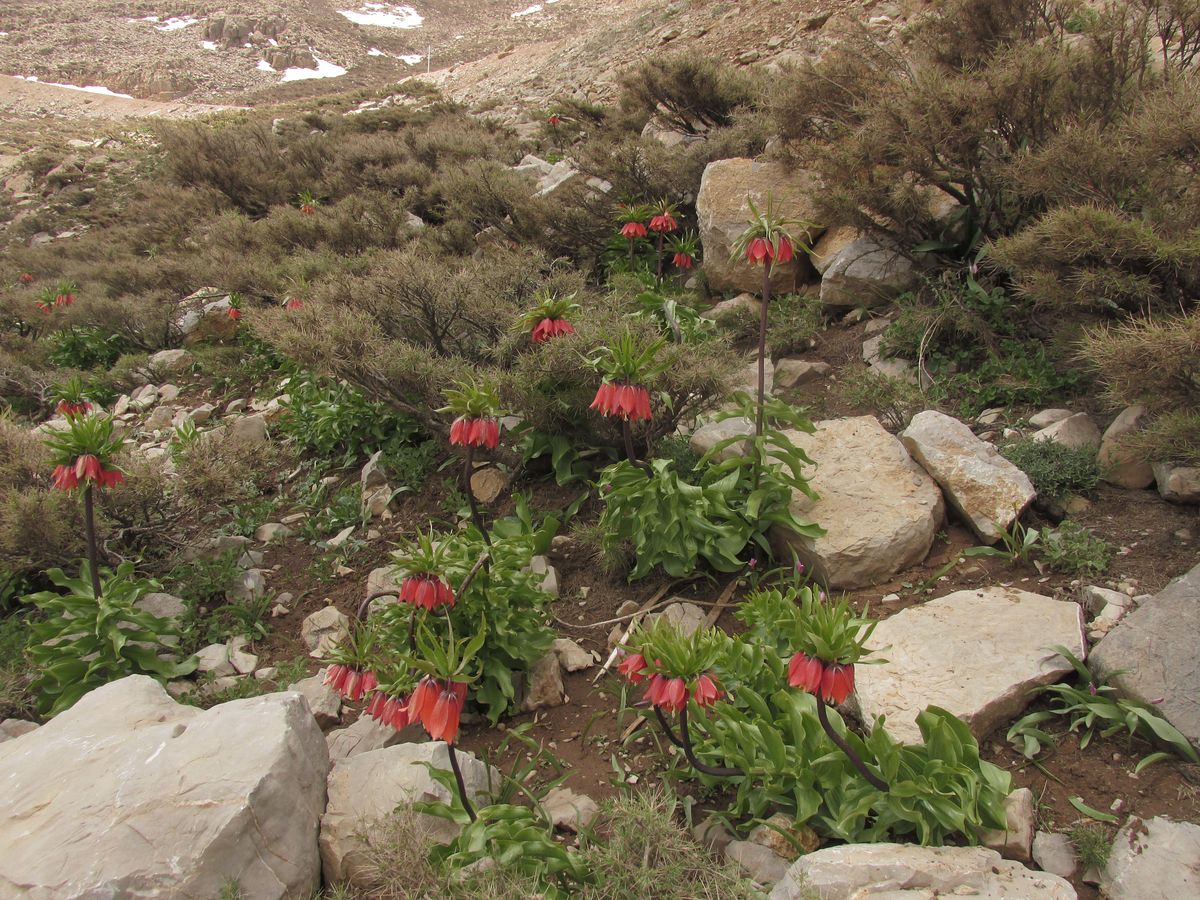 Image of Fritillaria imperialis specimen.