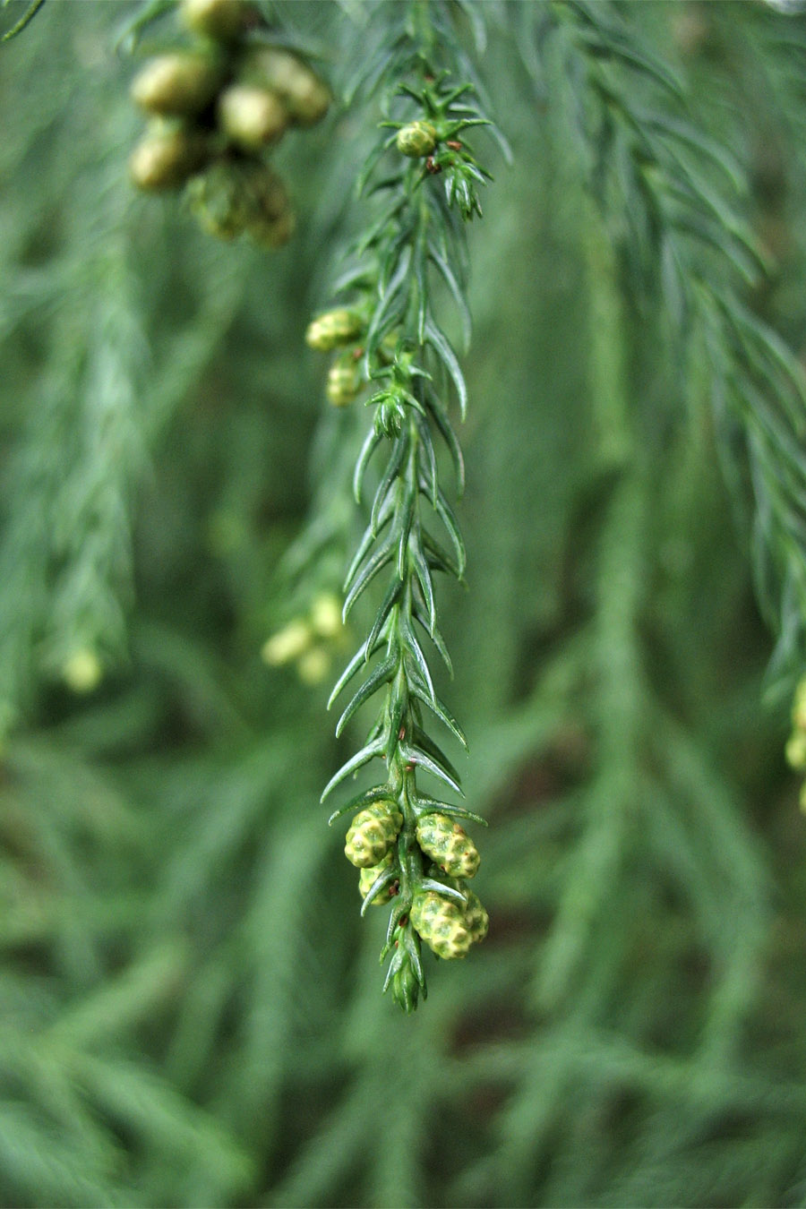 Image of Cryptomeria japonica specimen.