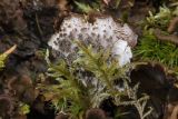 genus Peltigera