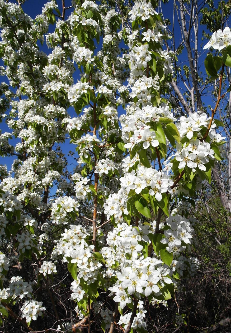 Image of Pyrus communis specimen.