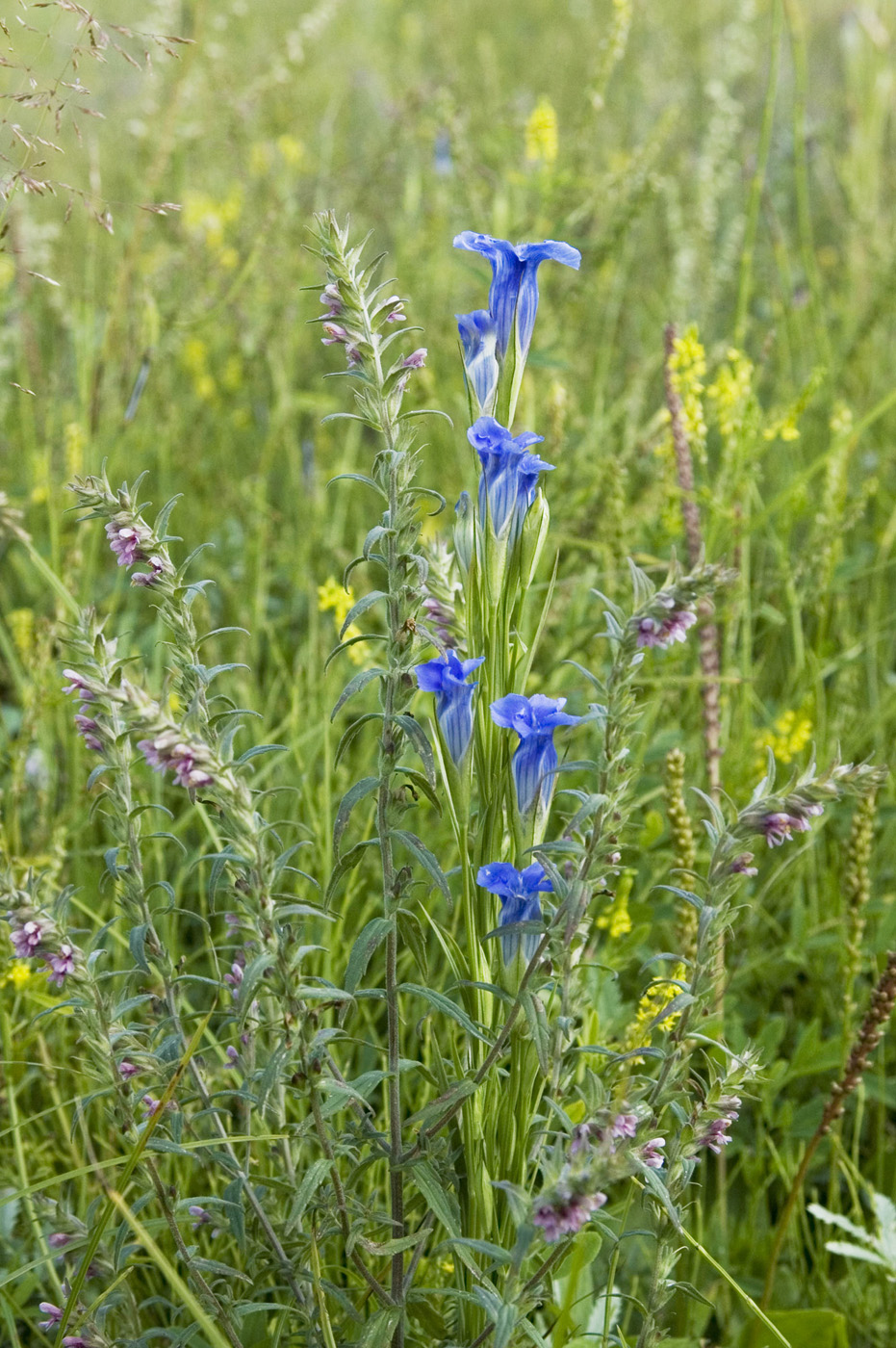 Изображение особи Gentianopsis barbata.