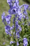 Aconitum talassicum. Цветущее растение. Южный Казахстан, Таласский Алатау.