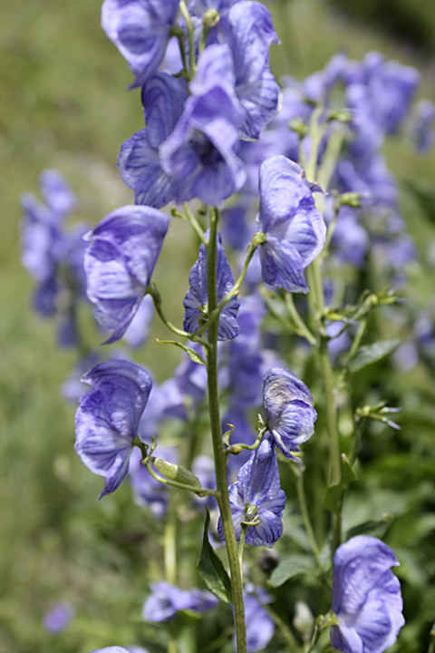 Изображение особи Aconitum talassicum.