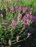Oxytropis songarica