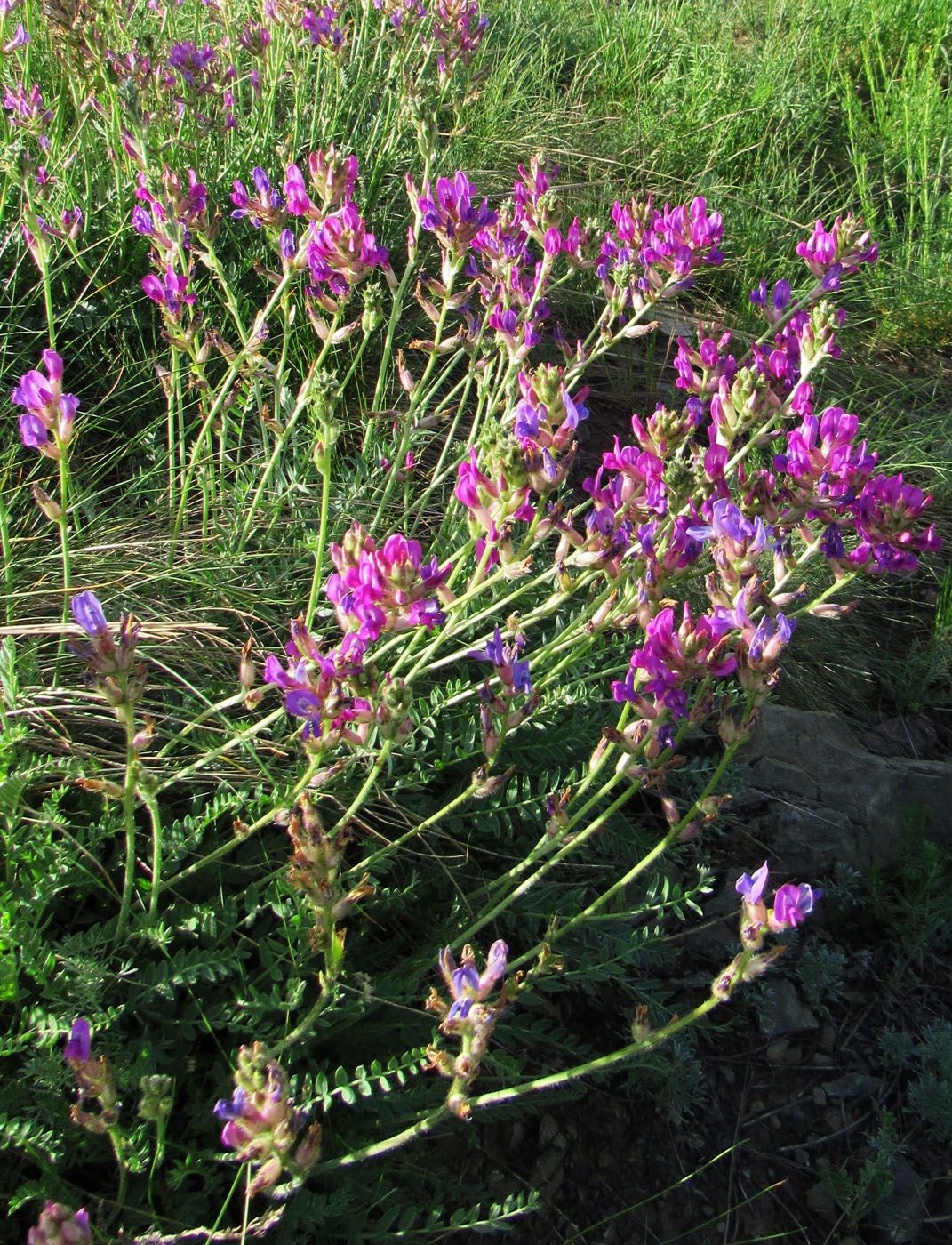 Изображение особи Oxytropis songarica.