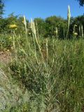 Tragopogon подвид major