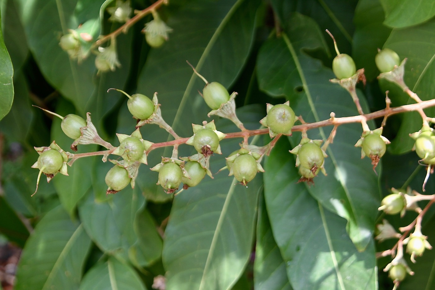 Image of Lagerstroemia speciosa specimen.