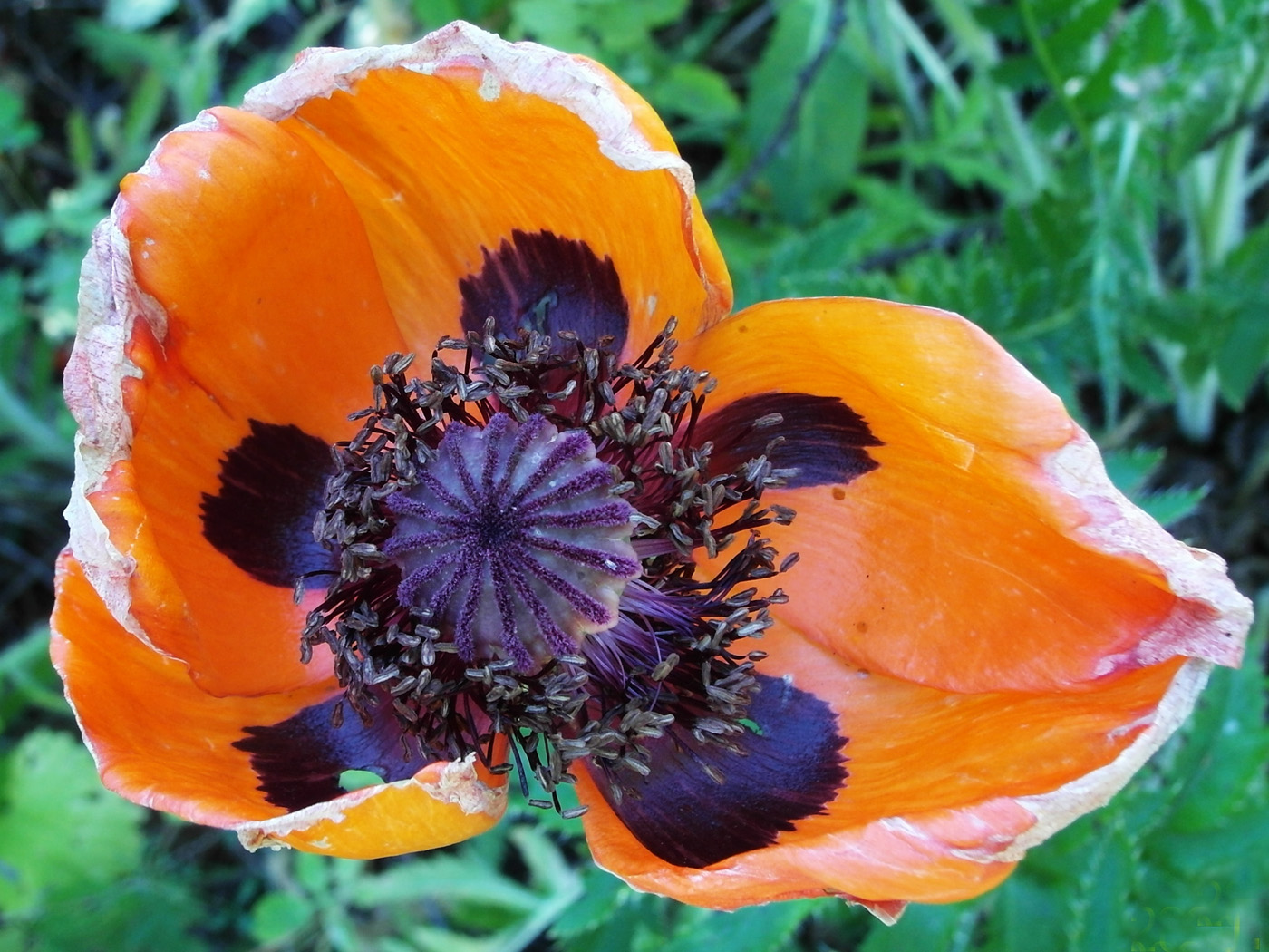 Изображение особи Papaver setiferum.