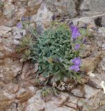 Campanula karakuschensis