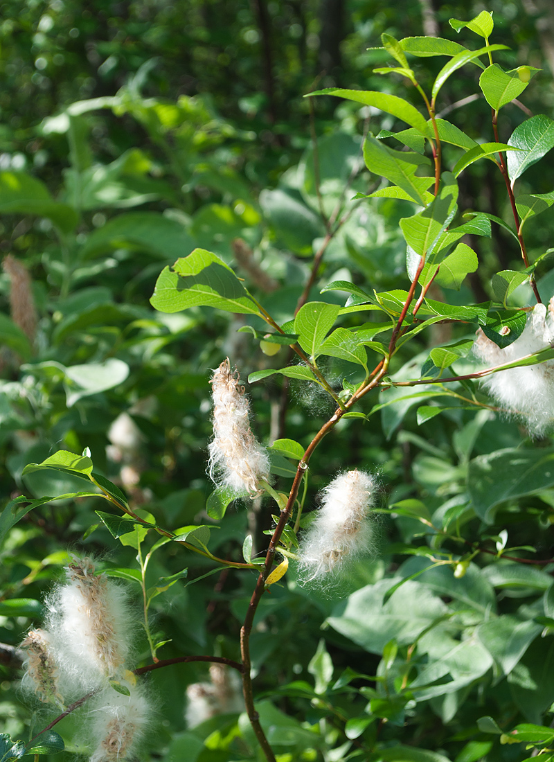 Изображение особи Salix phylicifolia.