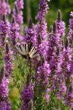 Lythrum salicaria. Соцветия с кормящейся бабочкой-подалирием. Краснодарский край, Лазаревский р-н, окр. с. Ордынка, 170 м н.у.м., поляна. 18.07.2020.