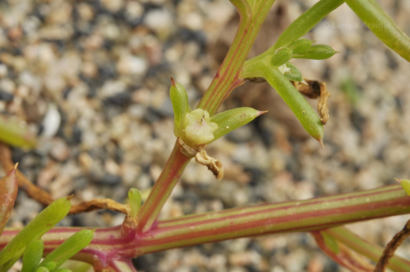 Image of Salsola komarovii specimen.