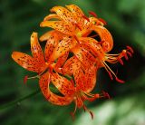Lilium distichum
