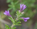 Cleome rubella