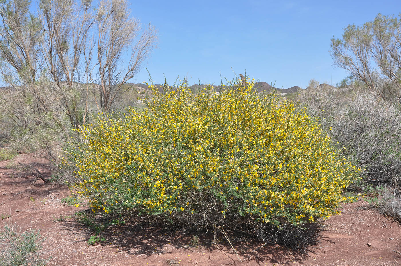 Image of Caragana balchaschensis specimen.