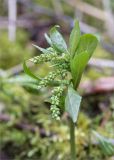 Mercurialis perennis. Верхушка растения с соцветиями в бутонах. Ленинградская обл., Ломоносовский р-н, долина р. Шингарка, разнотравный луг на известняке. 18.04.2020.