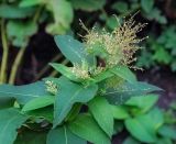 Aconogonon weyrichii