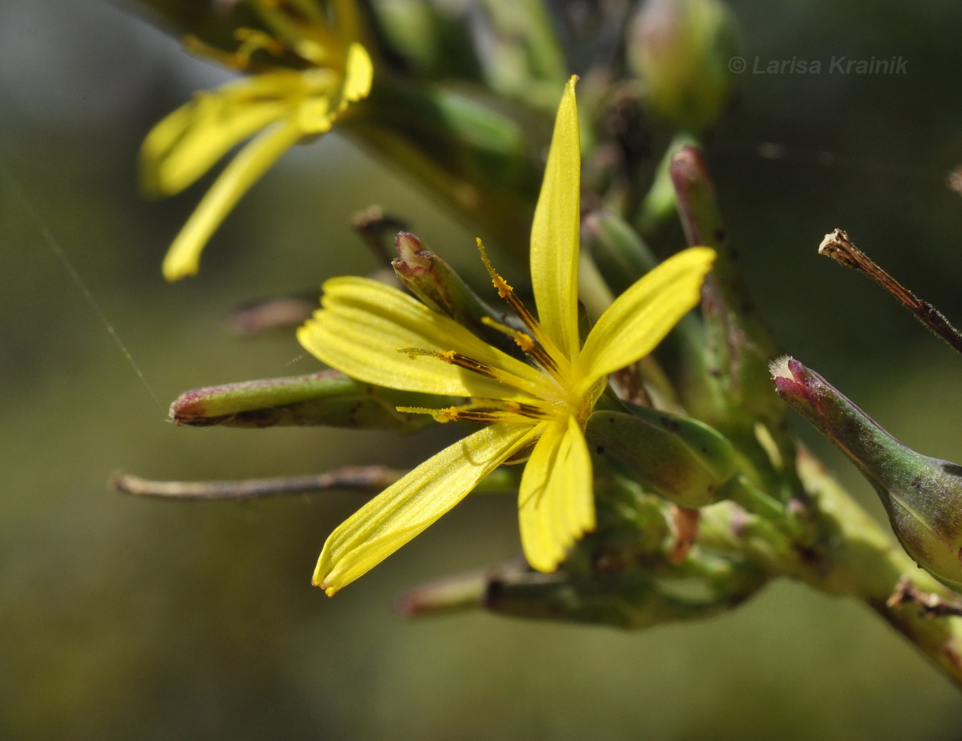 Image of Lactuca raddeana specimen.