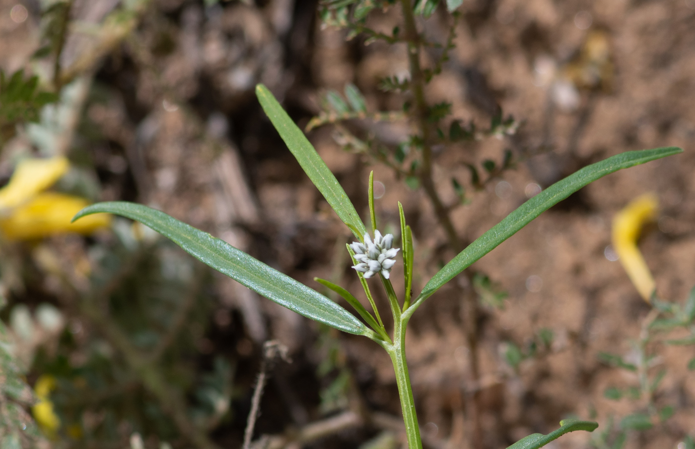 Image of Limeum sulcatum specimen.