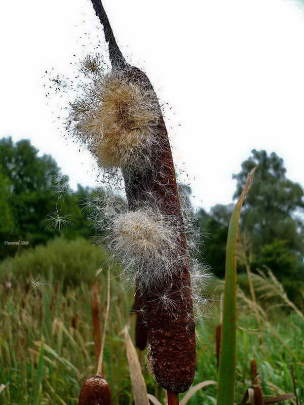 Изображение особи Typha latifolia.