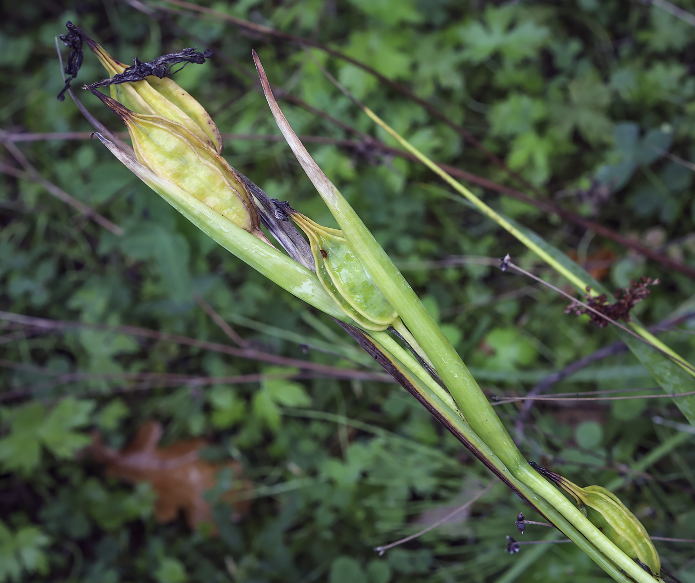 Image of genus Iris specimen.