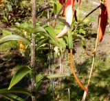 Lilium lancifolium