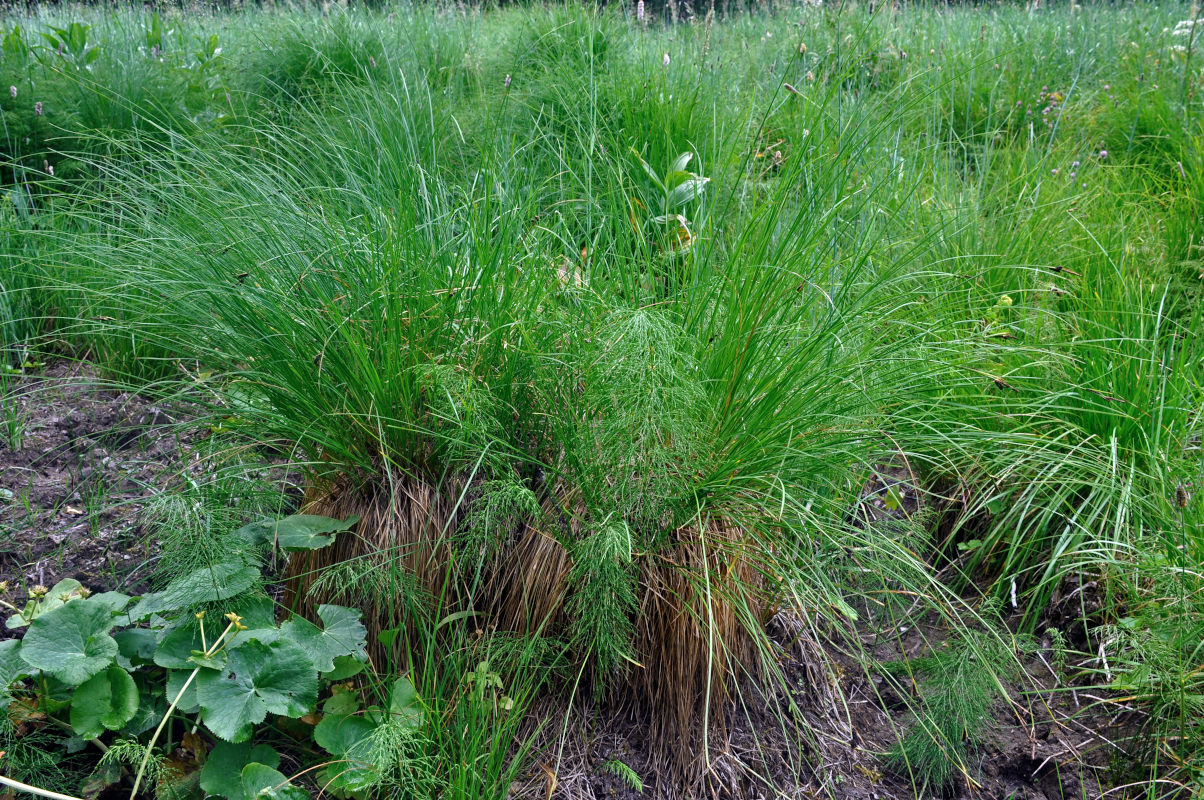 Изображение особи Carex cespitosa.