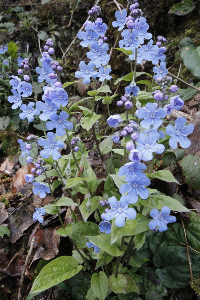 Image of Omphalodes cappadocica specimen.