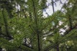 Abies nordmanniana