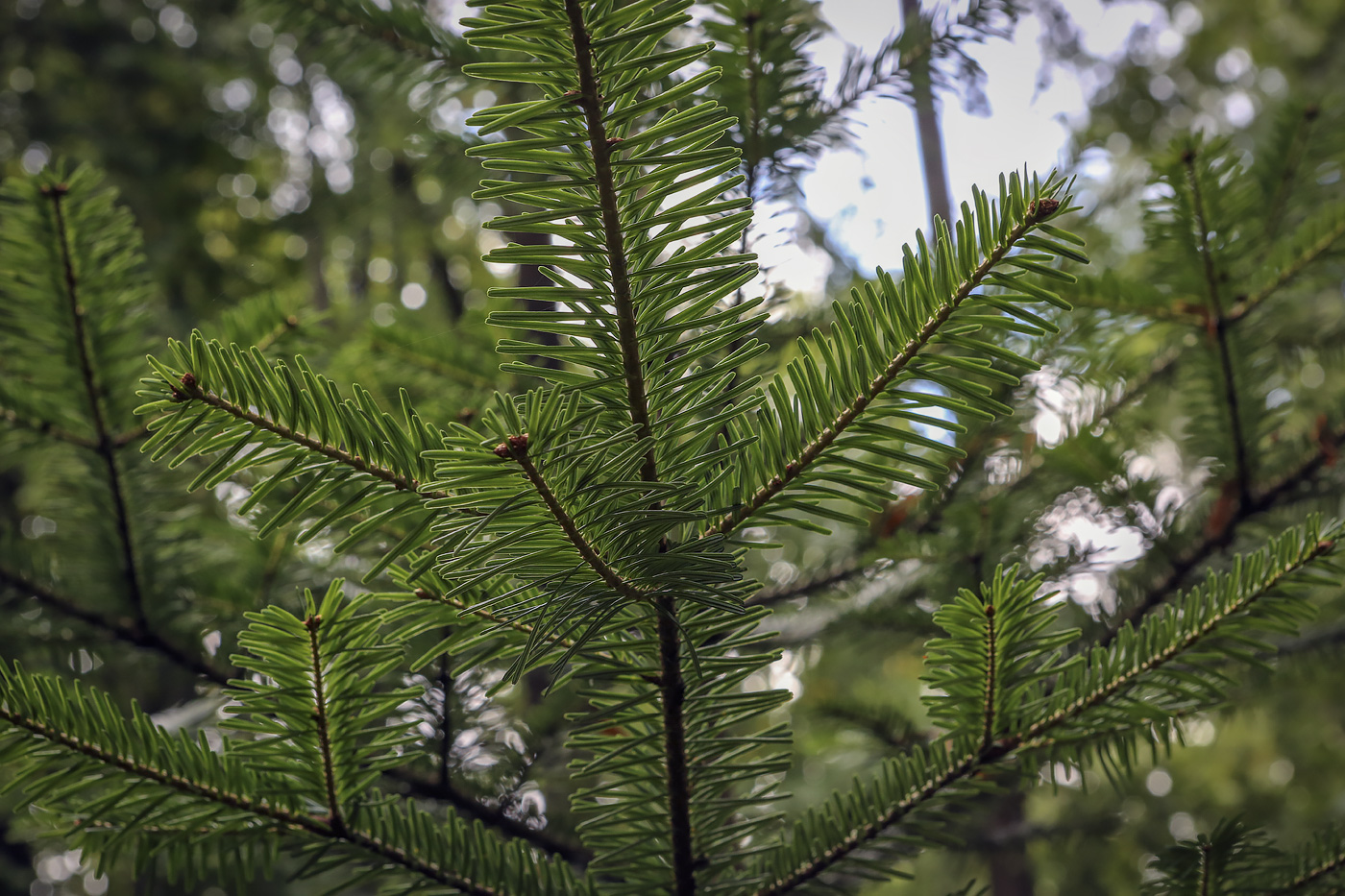 Изображение особи Abies nordmanniana.