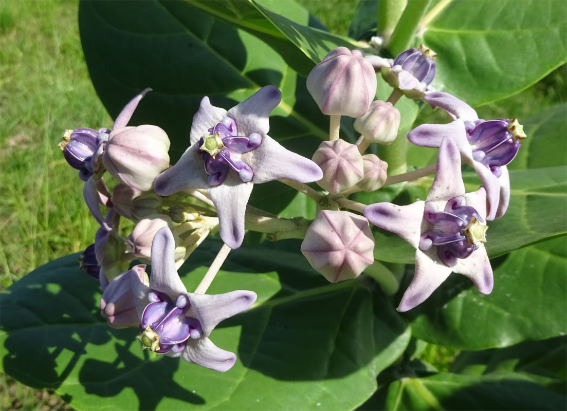 Image of Calotropis gigantea specimen.