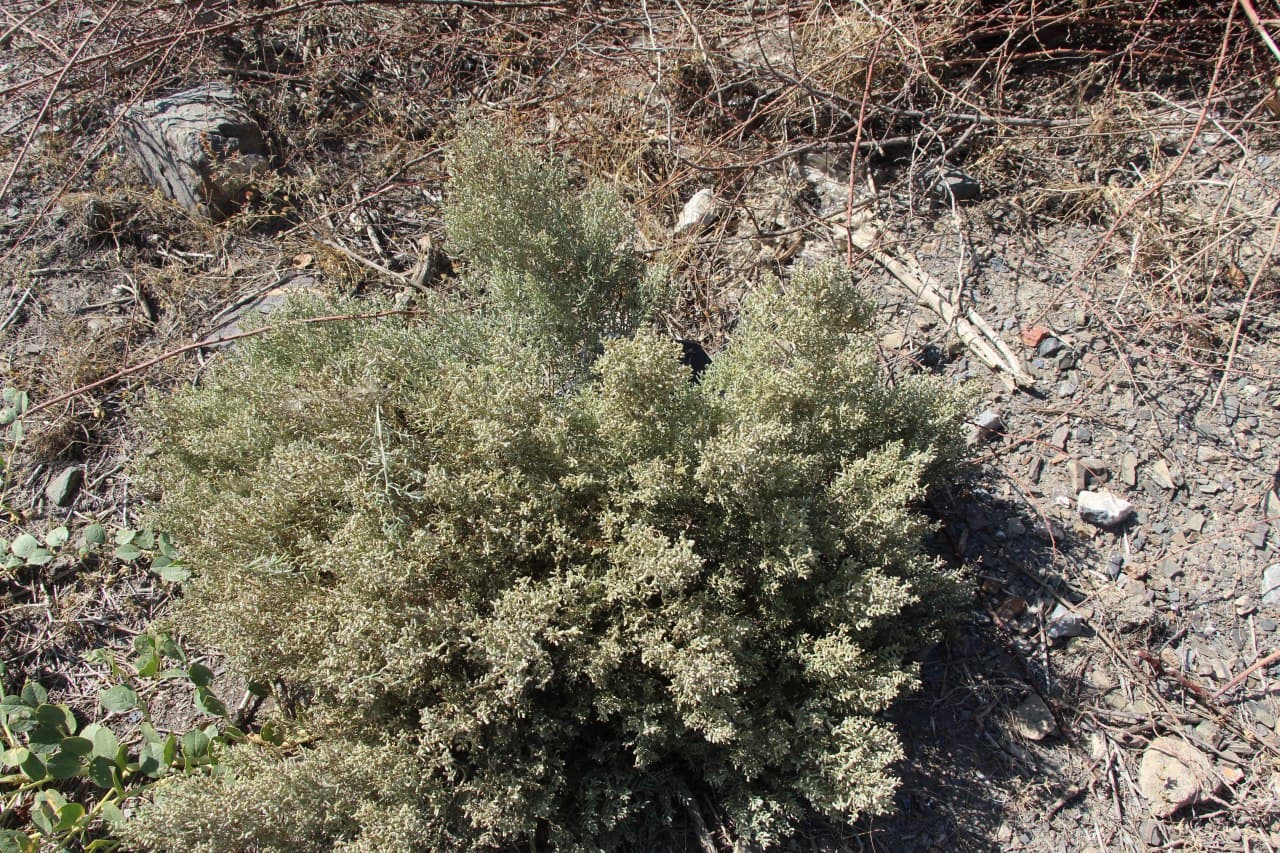 Image of Iljinia regelii specimen.