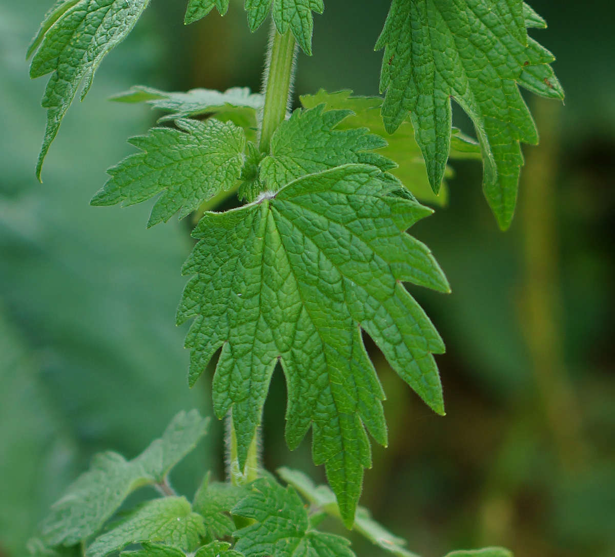 Изображение особи Leonurus quinquelobatus.