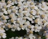 Achillea millefolium