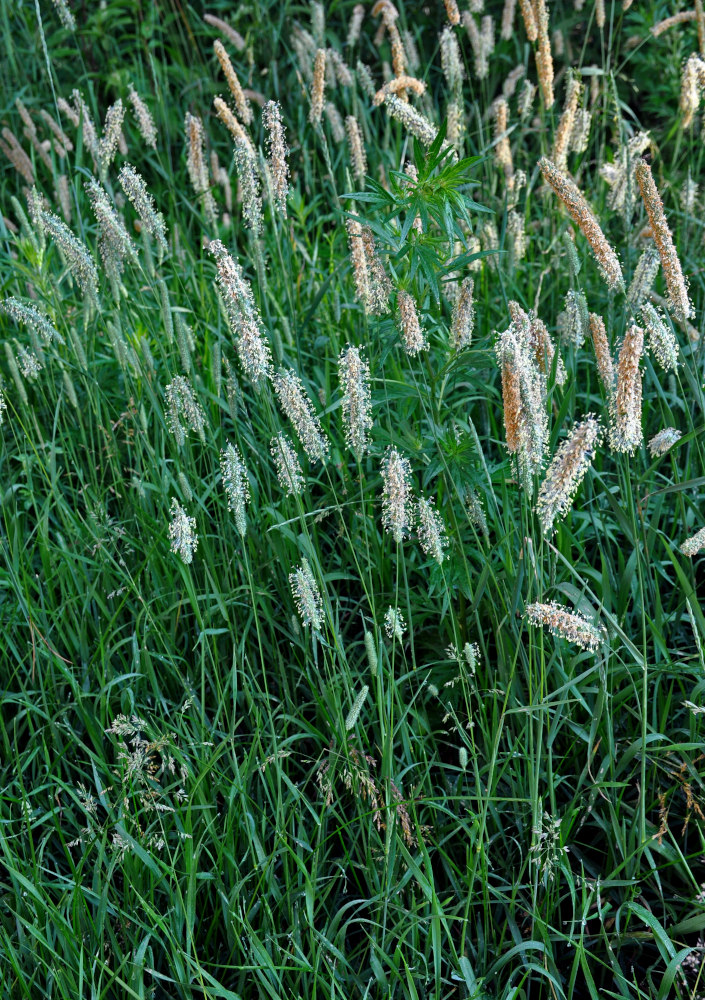 Image of Phleum pratense specimen.