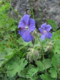 Geranium platypetalum. Верхушка побега с цветком и бутонами. Кабардино-Балкария, Эльбрусский р-н, долина р. Ирикчат, ок. 2600 м н.у.м., субальпийский луг. 07.07.2020.