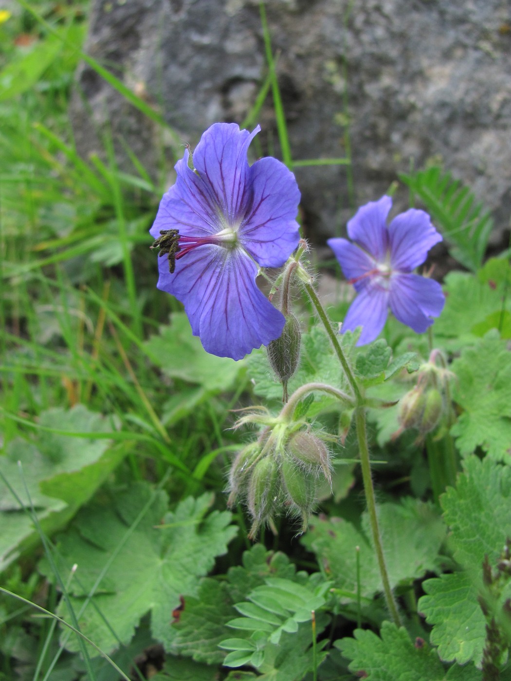 Изображение особи Geranium platypetalum.