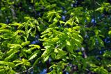 Quercus robur. Верхушка ветви с молодыми побегами. Московская обл., окр. г. Железнодорожный, опушка смешанного леса. 20.05.2020.