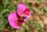 Lathyrus grandiflorus