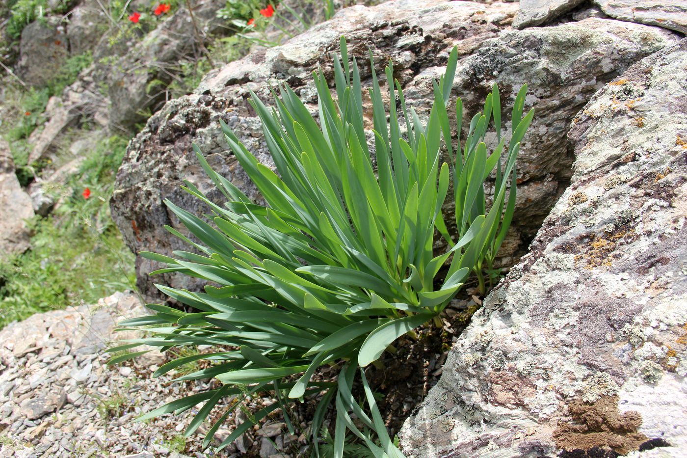 Изображение особи Ungernia oligostroma.