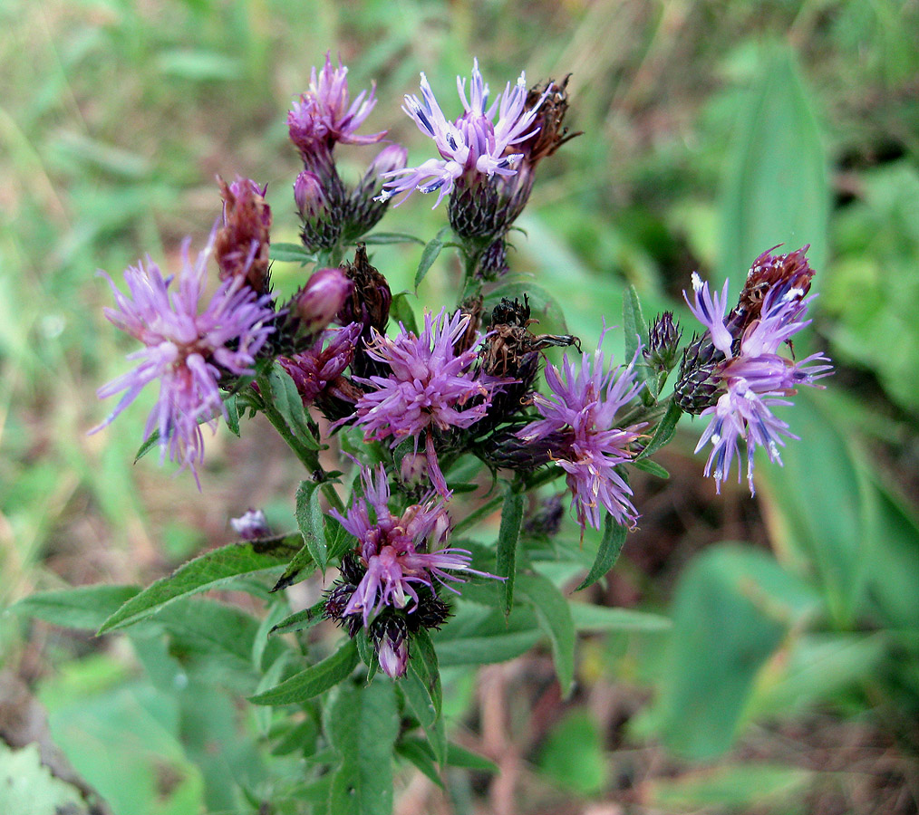 Image of Serratula tinctoria specimen.