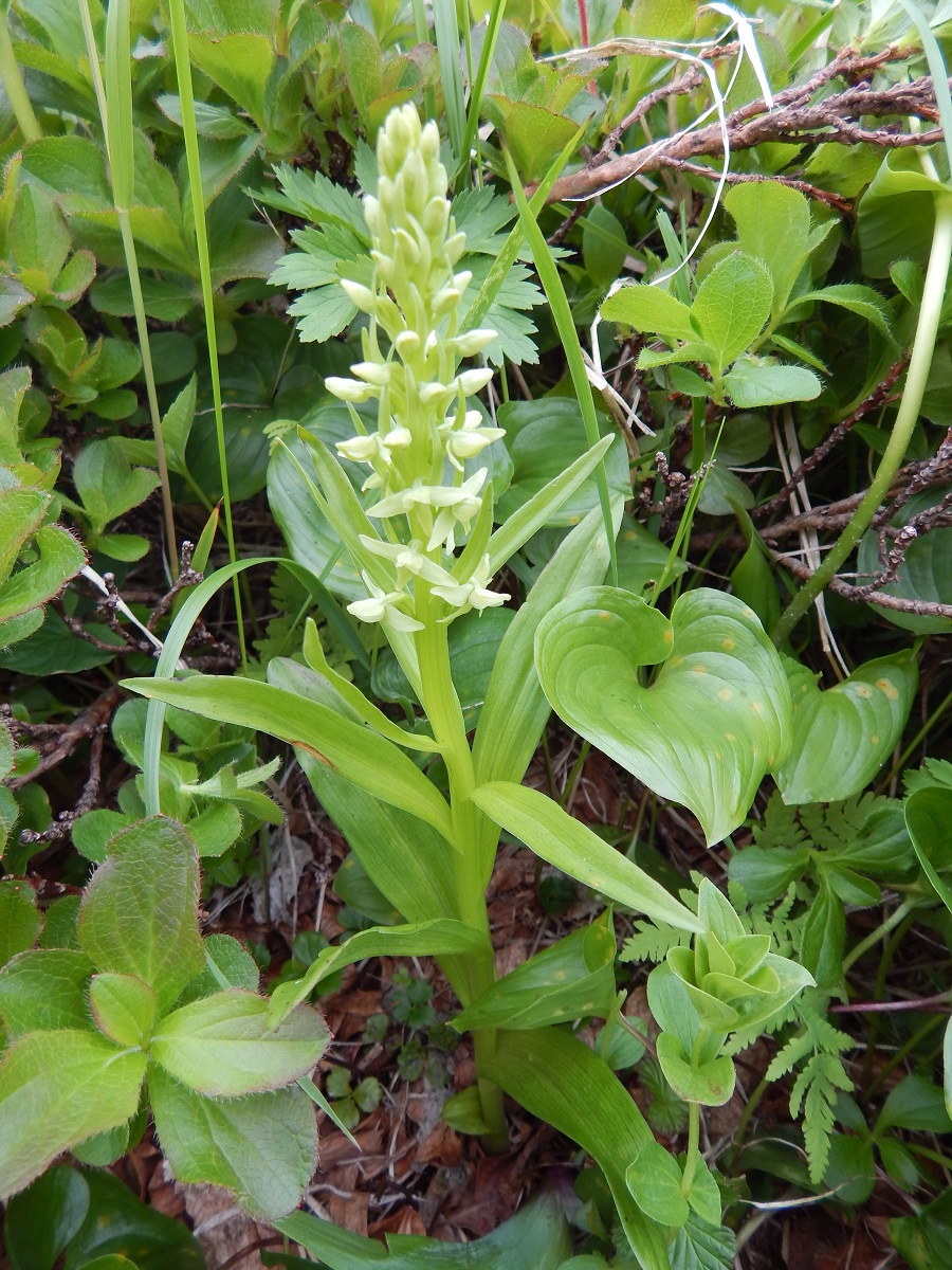 Image of Limnorchis convallariifolia specimen.