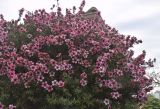 Leptospermum scoparium