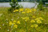 Bupleurum subspecies aureum