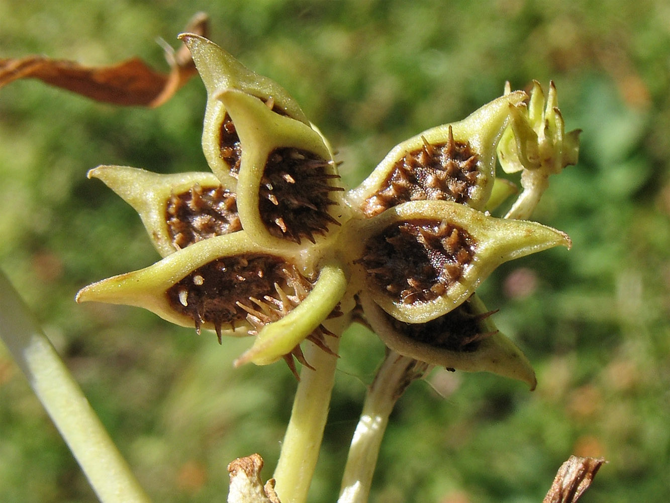 Image of Ranunculus muricatus specimen.