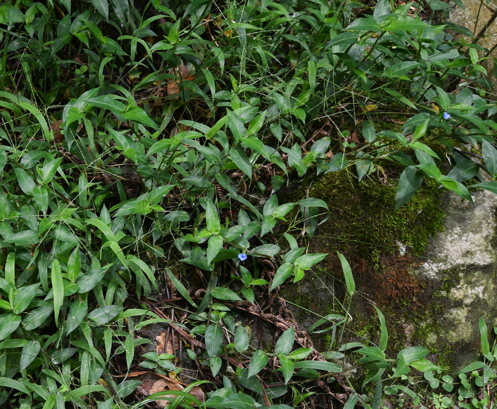 Изображение особи Commelina tuberosa.