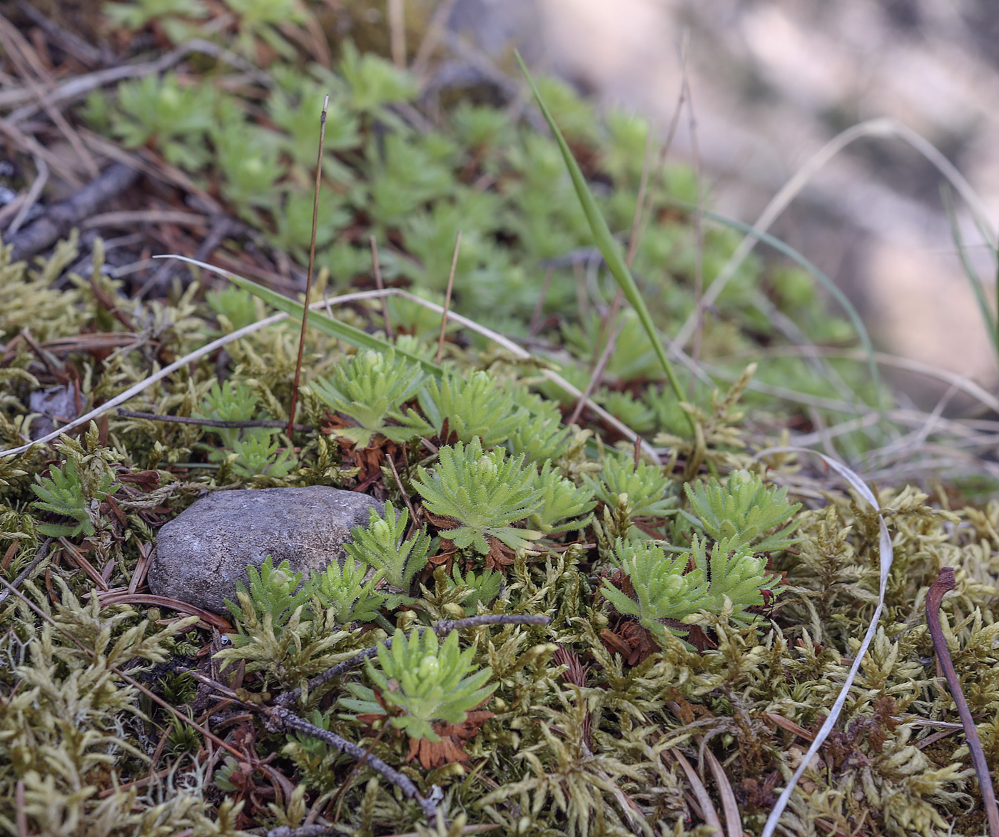 Image of Saxifraga cespitosa specimen.