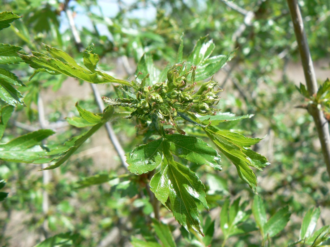 Image of Crataegus dahurica specimen.