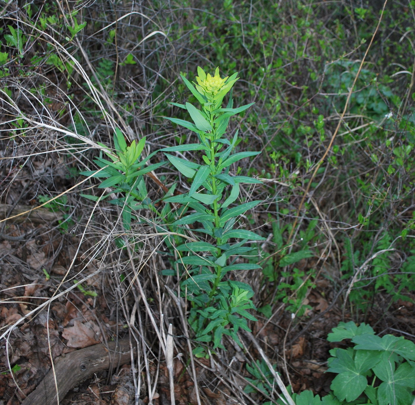 Image of genus Euphorbia specimen.