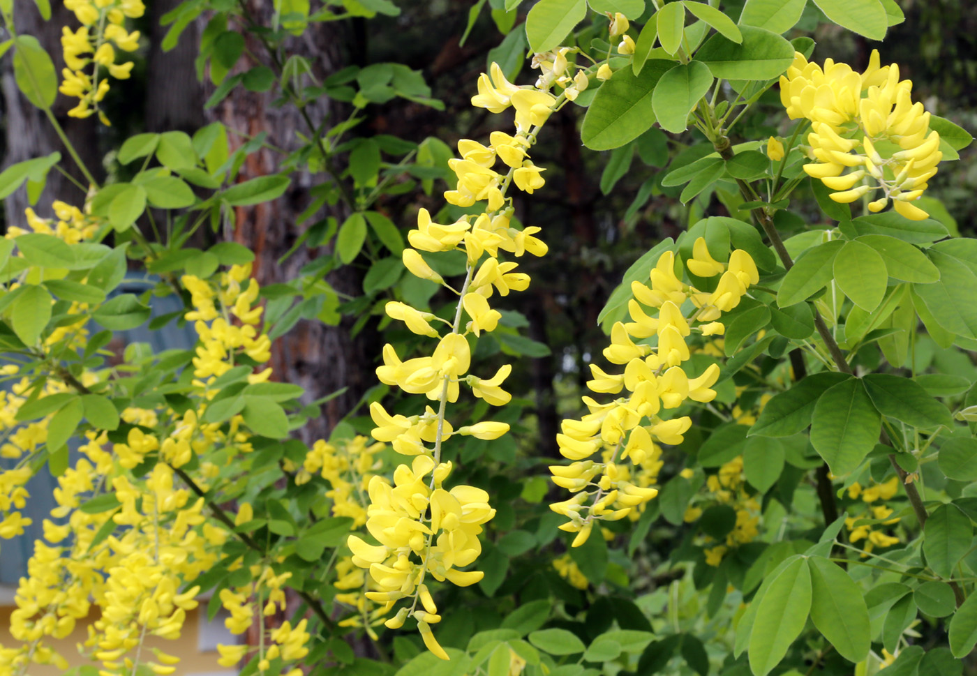 Image of Laburnum anagyroides specimen.